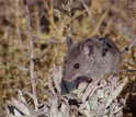 Mice-o-scapes--understanding small mammal ecology over the past 100 years--is another new project.